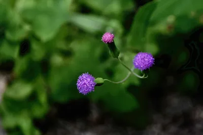 Captivating Lilac Tasselflower Image