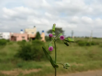 Amazing Lilac Tasselflower Floral Shot