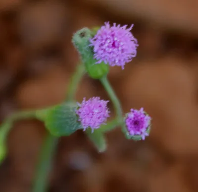 Breathtaking Lilac Tasselflower Picture