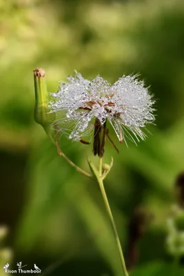 Enchanting Lilac Tasselflower Image