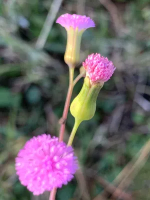 Delightful Lilac Tasselflower Photograph