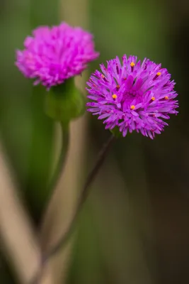 Mesmerizing Lilac Tasselflower Snapshot