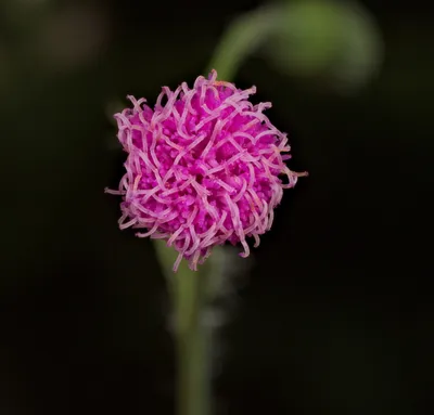 Picturesque Lilac Tasselflower Snapshot