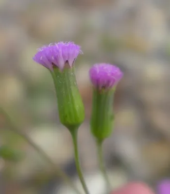 Exquisite Lilac Tasselflower Photograph