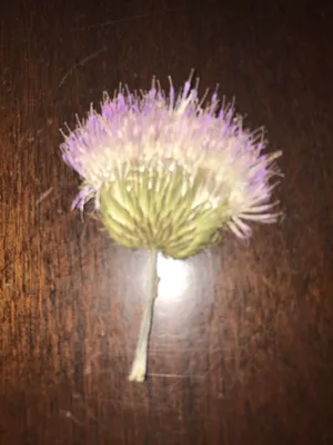 Breathtaking Lilac Tasselflower Photograph