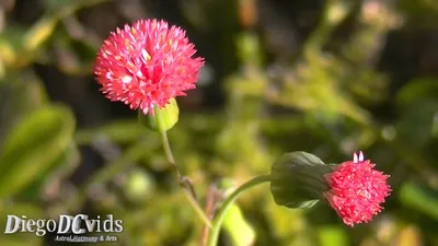 Lilac Tasselflower: A Delicate Beauty in Flower Category