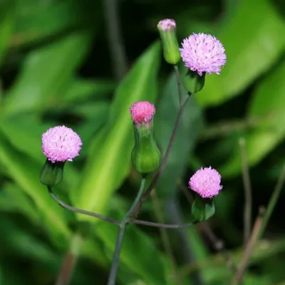 The Beauty of Lilac Tasselflower: A Captivating Image