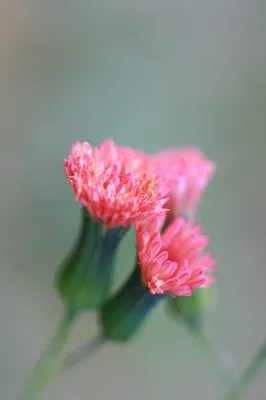 A Close-up of Lilac Tasselflower: A Gorgeous Flower in Detail