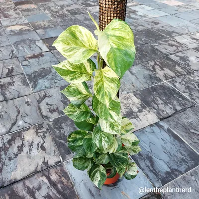 15 Ways to Style the Manjula Pothos Houseplant in Your Home