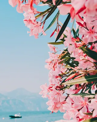Discover the beauty of Oleander in this stunning photo