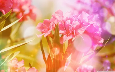 See the intricate details of Oleander flowers in this close-up photo