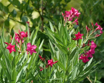This stunning Oleander image will take your breath away