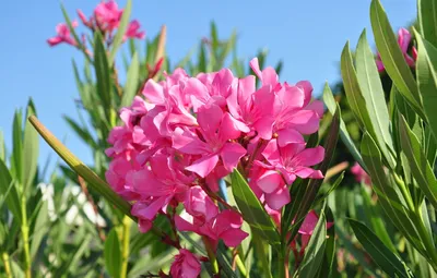 A magnificent display of Oleander captured in this photo