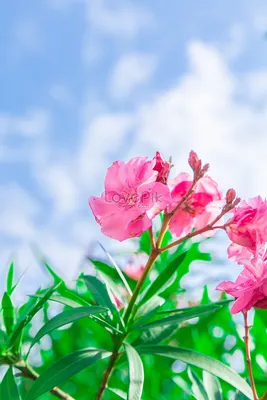 This photo of Oleander will transport you to a tranquil garden