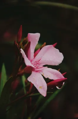 A captivating image of Oleander in full bloom