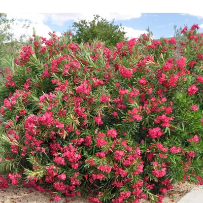 Oleander in all its glory: a beautiful image to admire