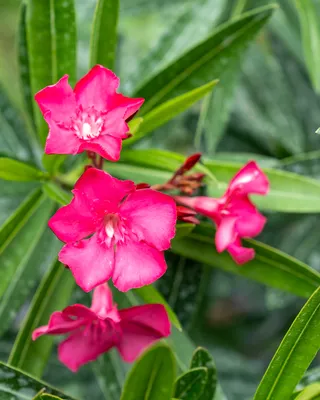 See the allure of Oleander in this captivating photo