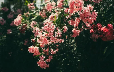 A mesmerizing image of Oleander in its natural habitat