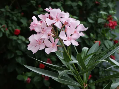 This photo showcases the delicate beauty of Oleander flowers