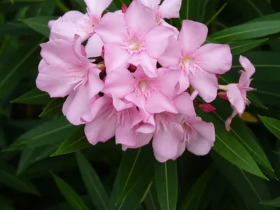 A striking image of Oleander that will leave you in awe