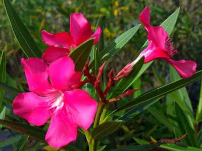 Oleander in full bloom: a photo that captures the essence of spring