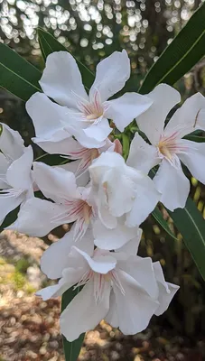 This photo of Oleander is like a work of art for your home
