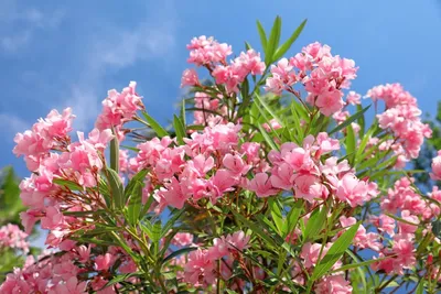 A beautiful image of Oleander that will brighten up your day