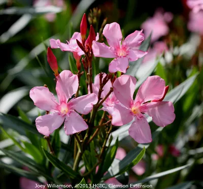 Get lost in the vibrant colors of this Oleander picture