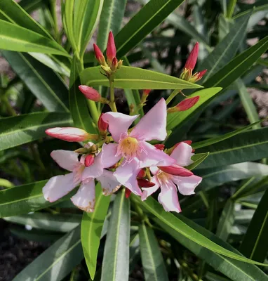 See the magic of Oleander in this breathtaking photo