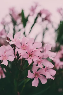 This photo of Oleander will make you fall in love with nature all over again
