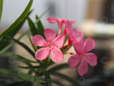 The vibrant colors of Oleander come to life in this photo