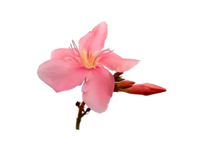 This photo of Oleander will add a touch of elegance to any room