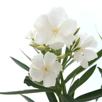 A gorgeous image of Oleander that will leave you mesmerized