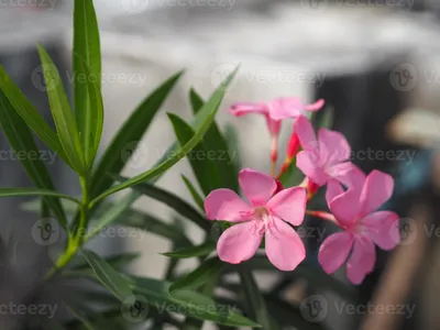 See the intricate details of Oleander flowers in this stunning photo