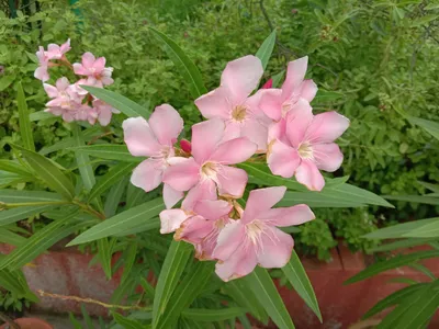 This photo of Oleander will transport you to a peaceful garden oasis