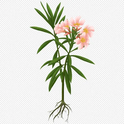 Oleander in all its glory: a photo that captures its essence