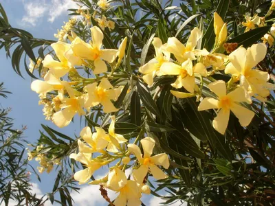 See the beauty of Oleander in this breathtaking photo