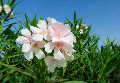 A stunning photo of Oleander that will leave you speechless