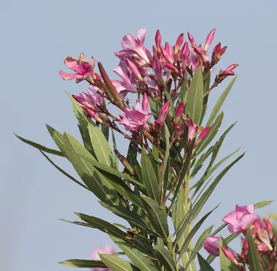 The beauty of Oleander captured in a photo