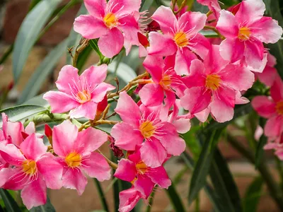The allure of Oleander in an image