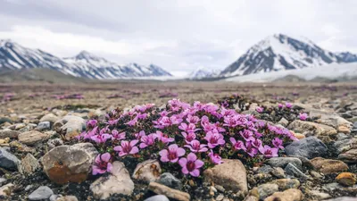 Get Lost in the Serenity of this Mountain Saxifrage Image