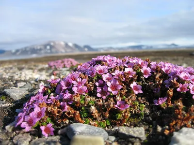 A Captivating Close-up of the Purple Mountain Saxifrage