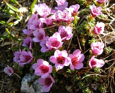 The Delicate Beauty of the Purple Mountain Saxifrage