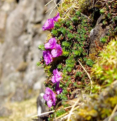 A Stunning Picture of the Purple Mountain Saxifrage in Bloom