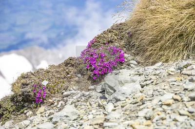 The Majestic Purple Mountain Saxifrage in a Gorgeous Image