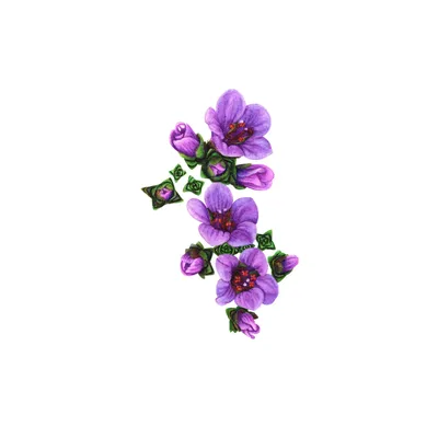 Awe-inspiring Purple Mountain Saxifrage in Full Bloom