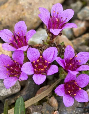 Discover the Beauty of Purple Mountain Saxifrage in this Flower Photo