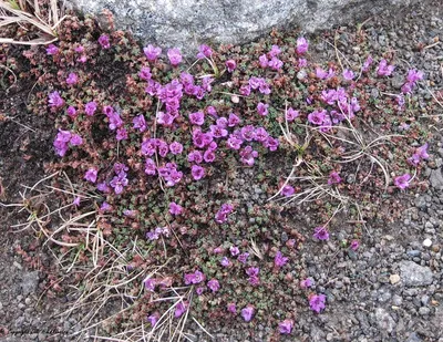 A Beautifully Captured Image of the Purple Mountain Saxifrage