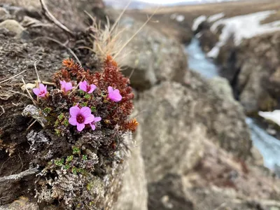 Experience the Elegance of the Purple Mountain Saxifrage in this Photo