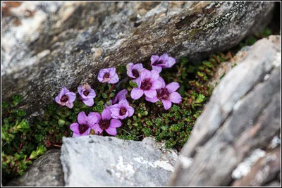 The Exquisite Beauty of the Purple Mountain Saxifrage in a Picture